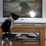 Henry really enjoyed the apes in "2001: A Space Odyssey" (12 Mar 2012)