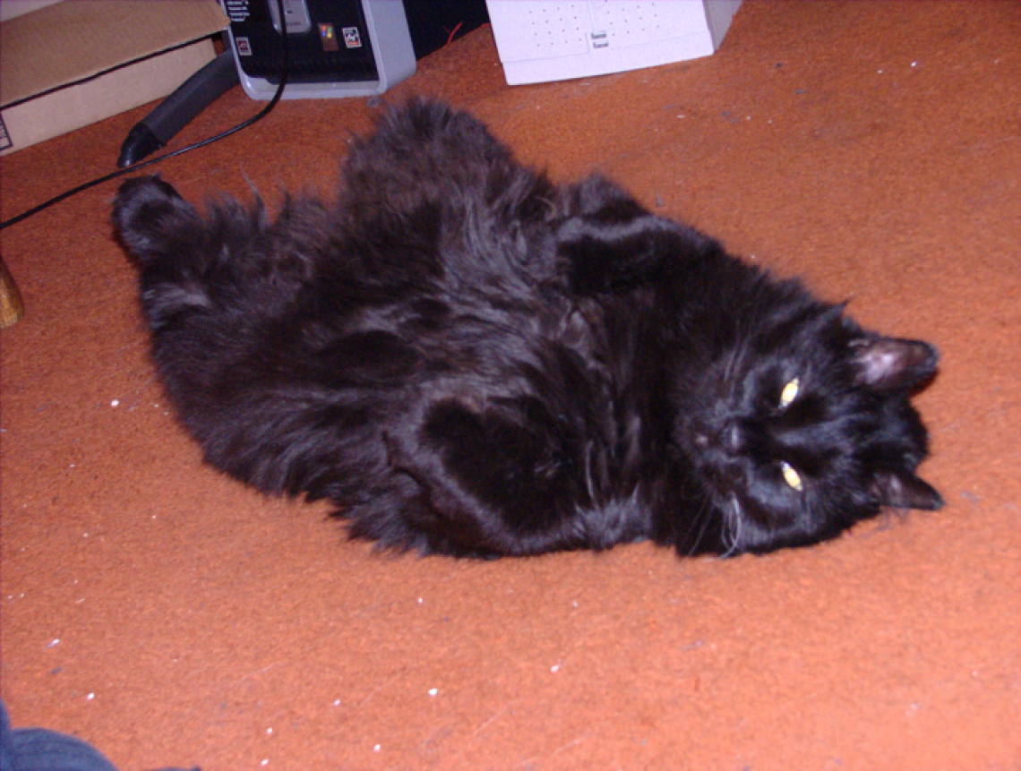 Lestat Relaxing on the (Dirty) Floor (24 May 2010)